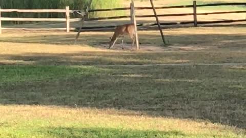 Never had a deer hang out so close to me