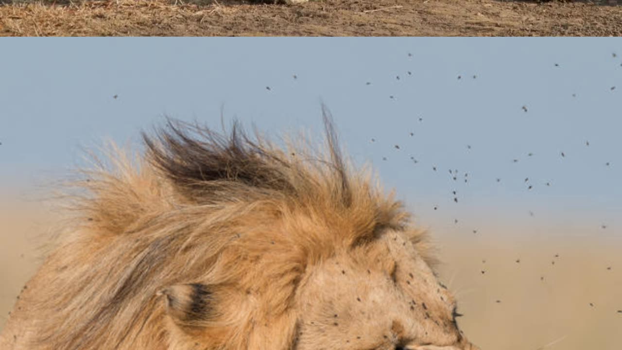 Male lions mate up to 100 times in two days: Why so often?