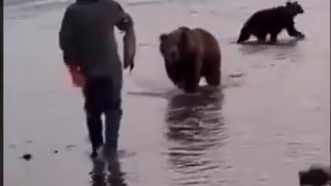 guy feeding fish to Grizzly bear😳