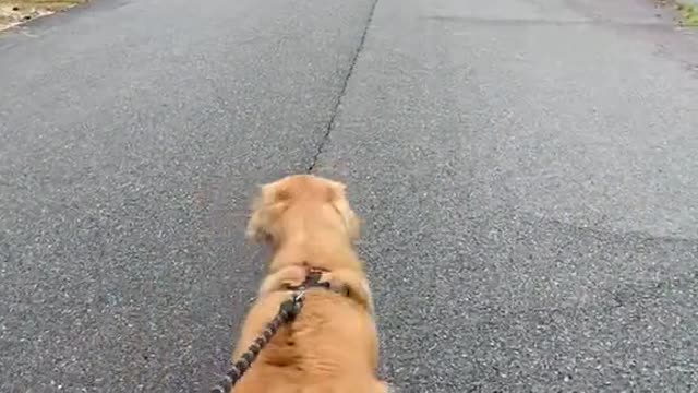 Beautiful Golden-haired dog😍😍😍😍