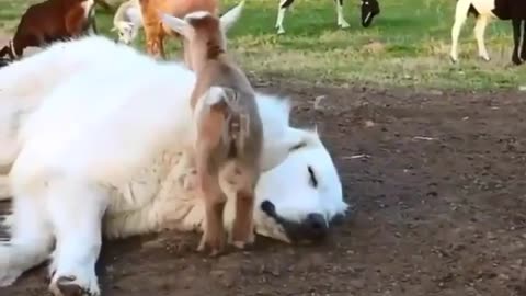 Funny animals video