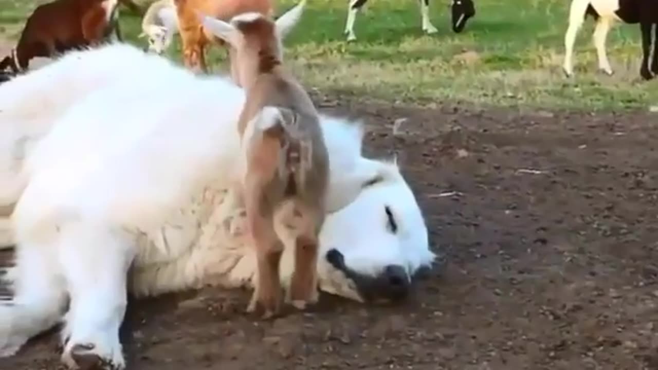 Funny animals video