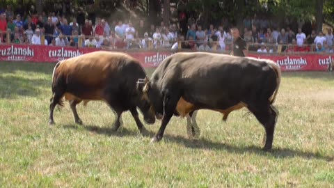 Medonja od Čaušević Lonić vs Peran od Demirovića Stražbenica 2024