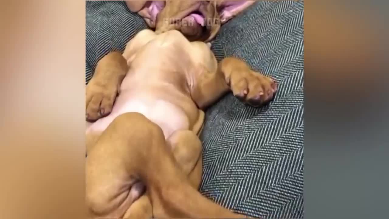 🐱 🐶 funny cat reaction video_try not to laugh🤣 /super dog