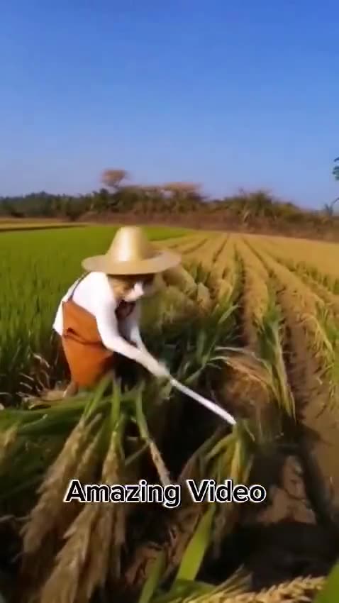 Funny cat farming like a man