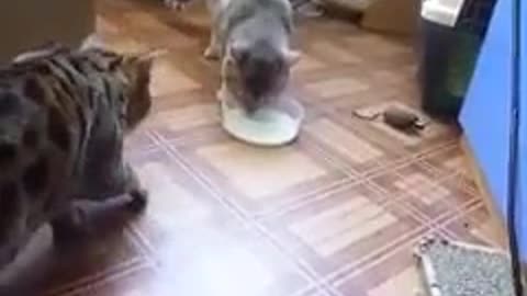 cat sharing its food with another cat