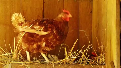 beautiful chicken on farm (11)