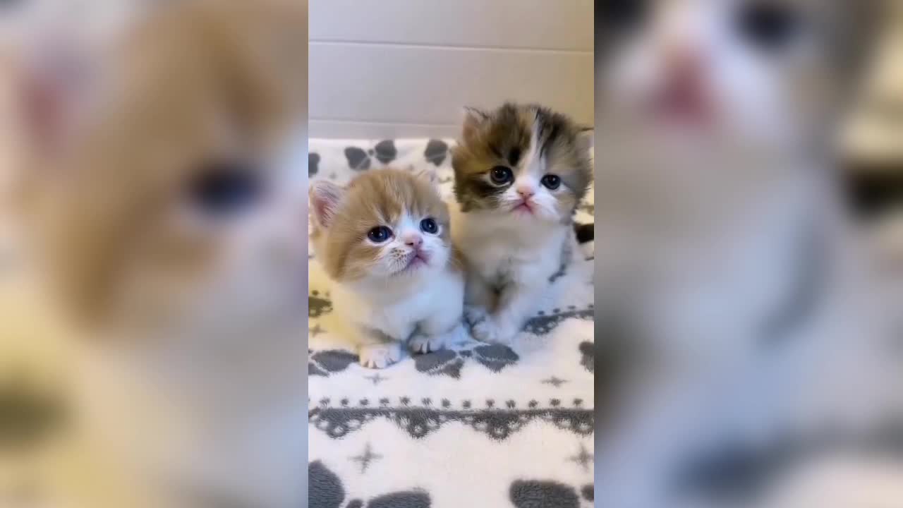 Cat short video#cat