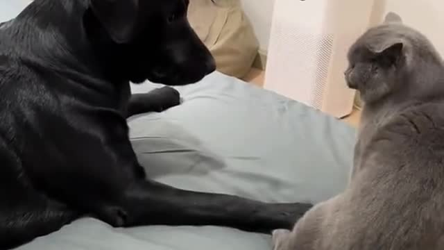 Funny Cats and Dogs Compilation