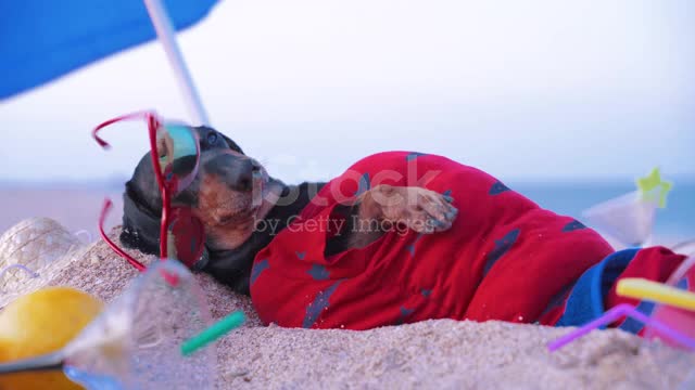 Dog in beach sea🤣