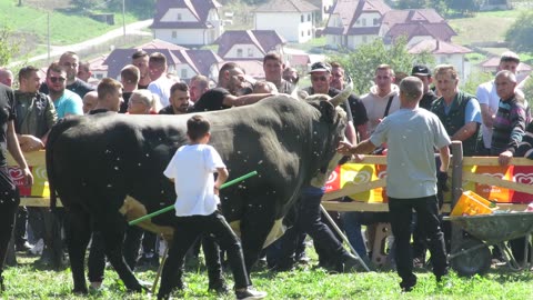 Dida od Avdibašića vs Manđipoko od Živčića Goduša 2024