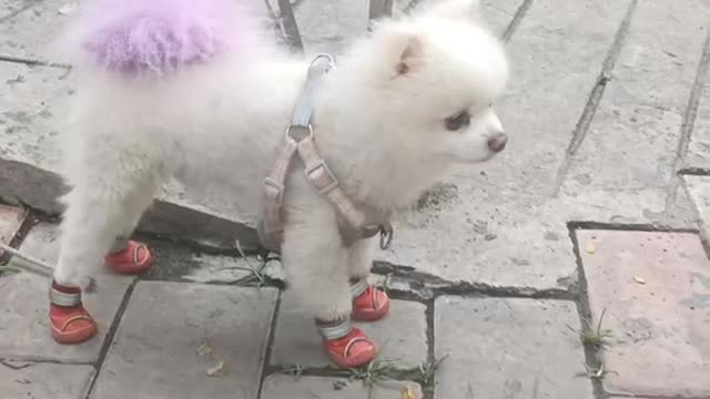 cute white dog