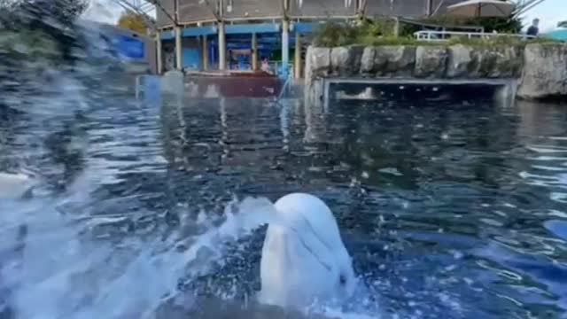 The beluga whale wants to invite you to play