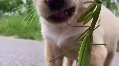 Dog golden cute