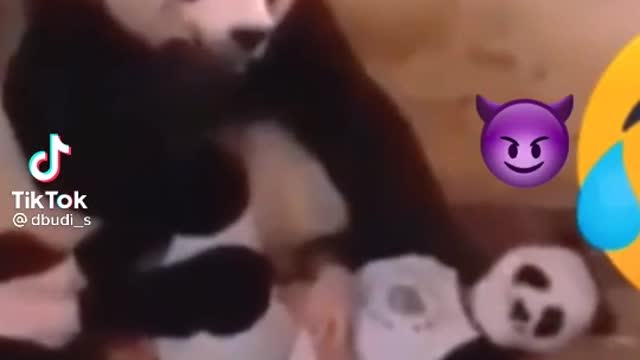 THE BEST FUNNY PANDA EVER