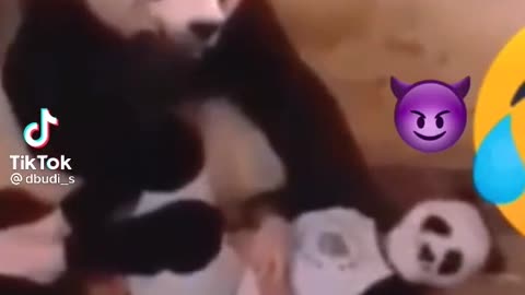 THE BEST FUNNY PANDA EVER