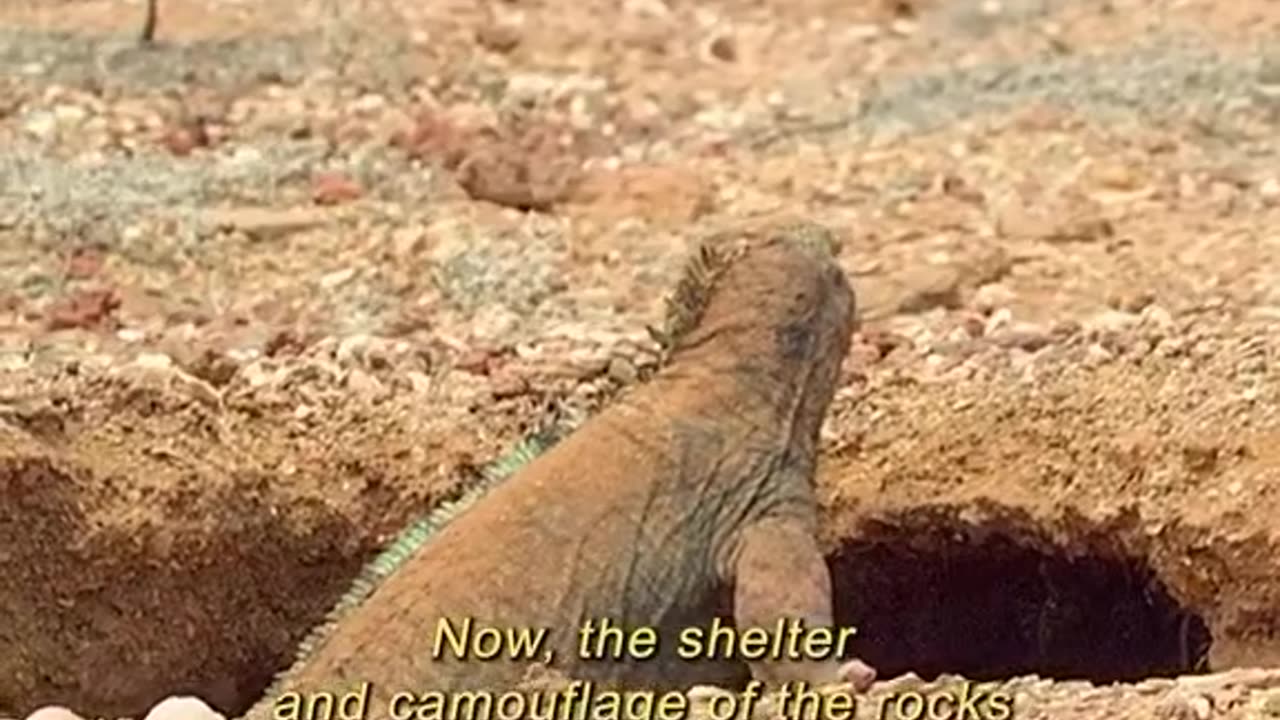 Nature Creature