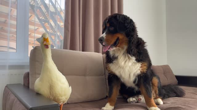 Bernese Mountain Dog tries to befriend a Duck