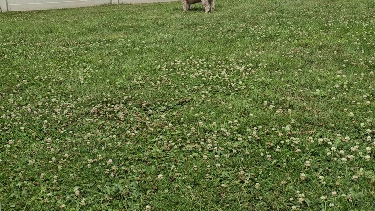 Berkeley in the Backyard 07/08/24