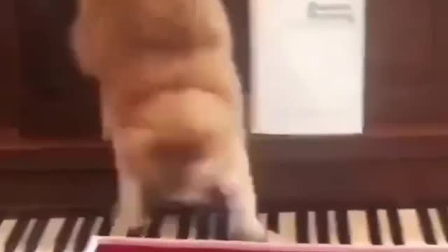 This cat is so funny haha