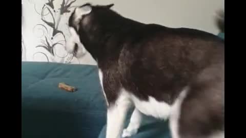 A huge husky waited for its master from the army