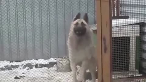 Amazing dogs dancing