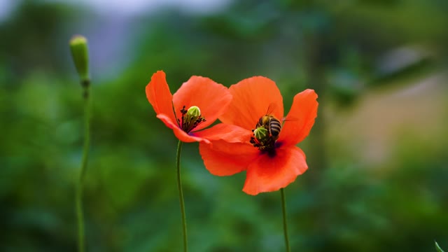 Honey bee on Flowers