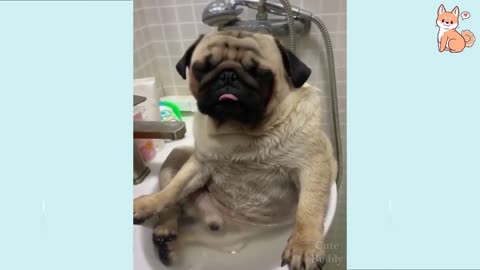 Funny 🤣dog 🐕video##