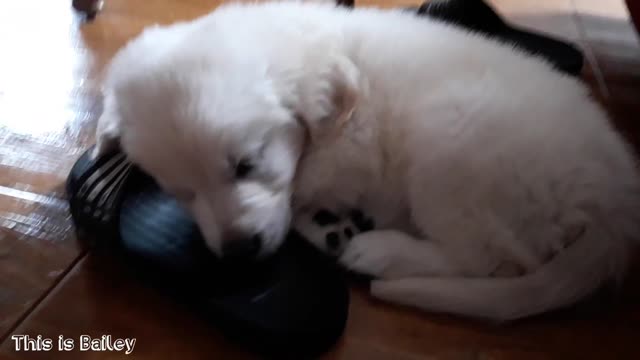 🤗Cute pets My Cute Golden Retriever Puppy Sleeping