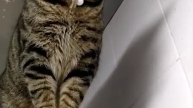 Cats and Funny Animals Compilation 😹
