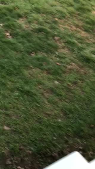 Sheepie spots Joe Biden