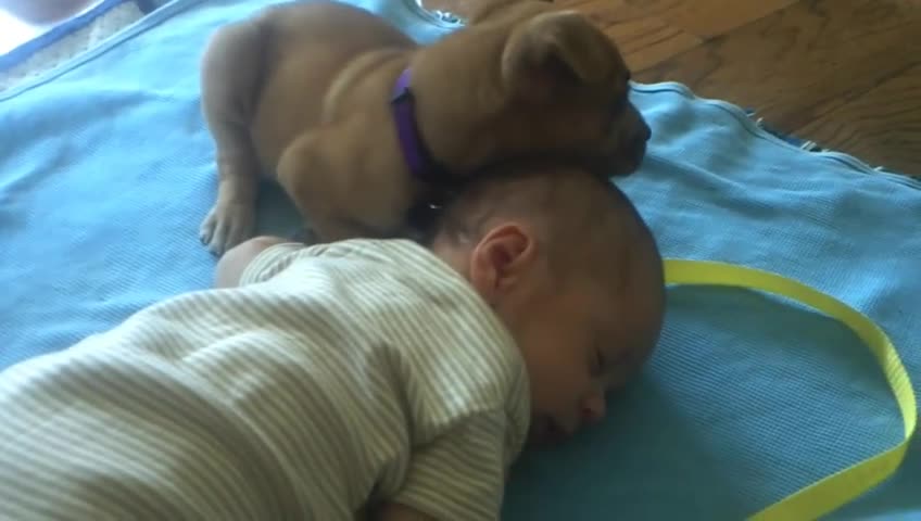 Sleepy Puppy falls asleep on cute baby