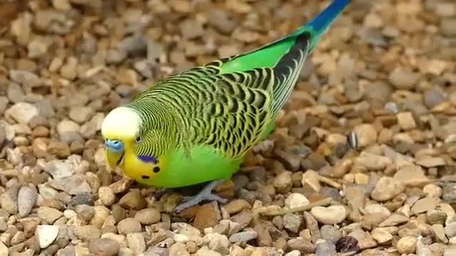 Funny Parrots Videos Compilation cute moment of the animals Cutest Parrots