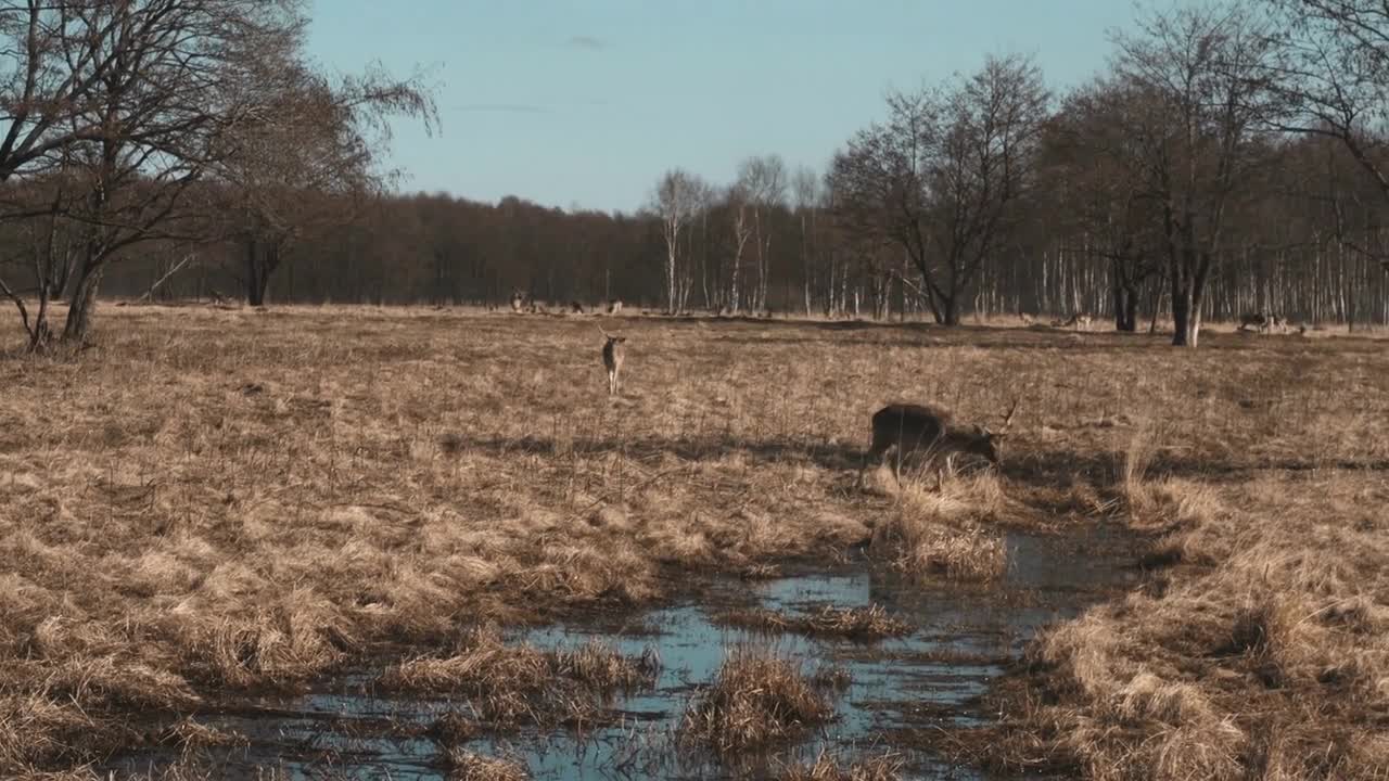 Little deer walks on a safari near water in autumn day