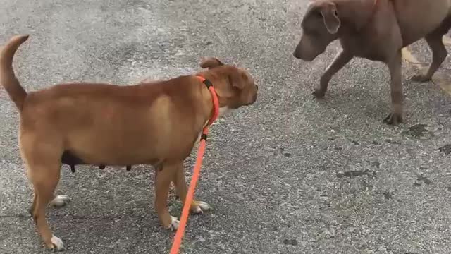 #21 female red lab mix #30 male silver lab March2022