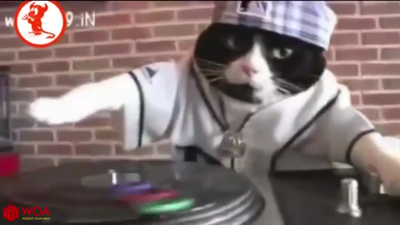 Funny Cats Dancing