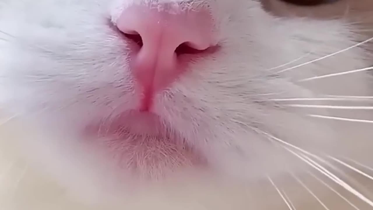 Cat Meowing || Cat Voice || Cute Cat Voice Short Video #shorts #cat #catlover