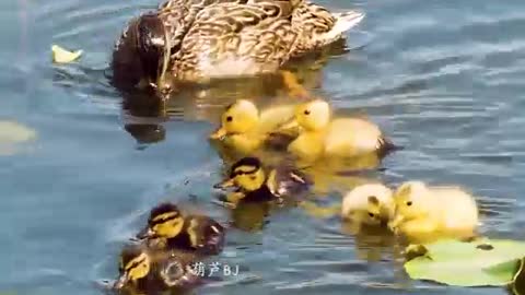 duck swimming