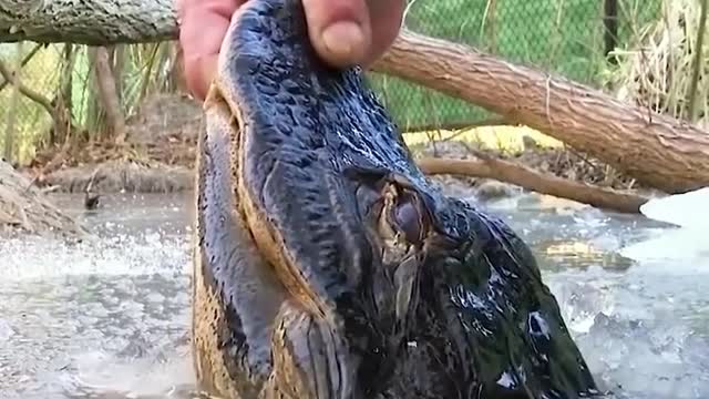 Alligators survive frozen swamp by sticking noses through the ice to breathe 😳