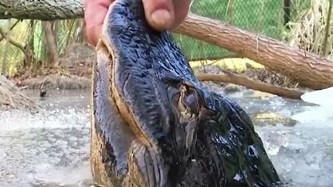 Alligators survive frozen swamp by sticking noses through the ice to breathe 😳