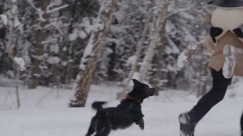 The dog plays with his friends in the snow, so beautiful😍 😍 💓