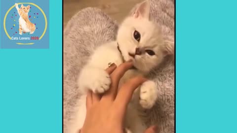 Cute CAT's with funny Babies 2020
