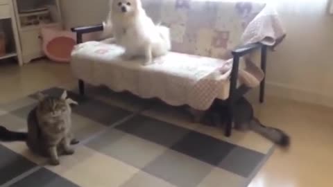 Puppy got afraid from cats