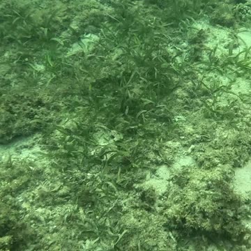 Dive into Paradise: Snorkeling Adventures 🌊🐠