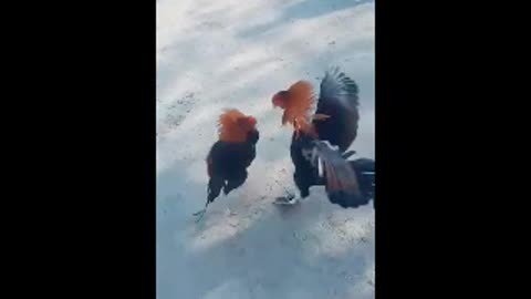 2 Roosters| Make Big Fight And Fun|