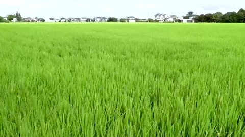 Japan bets on heat-resistant rice as summers hurt harvest | REUTERS