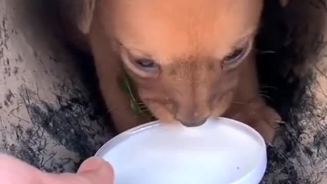 10 PUPPIES EAT THEIR 1ST MEAL!!