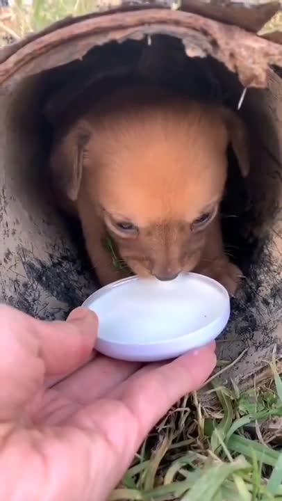 10 PUPPIES EAT THEIR 1ST MEAL!!