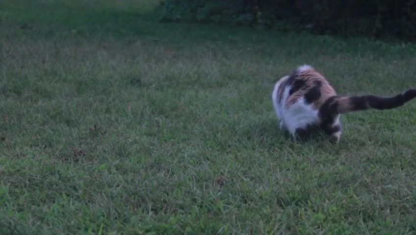 My cat plays with butterflies and mosquitoes.