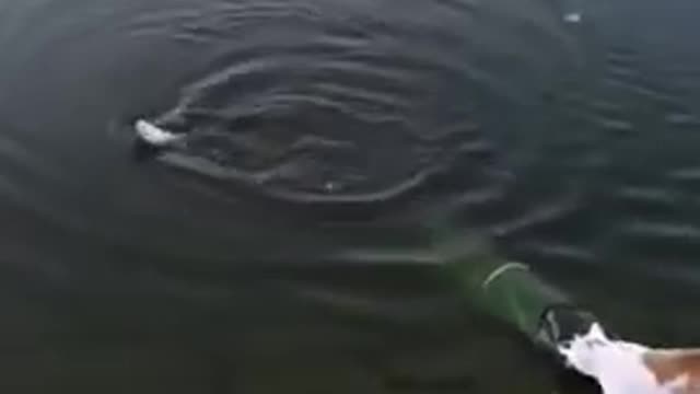 Funny, cat catches a fish!